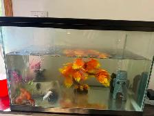 axolotl tank and all accessories - Photo 3