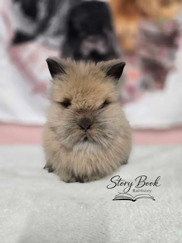 Lionhead Baby Bunnies - Purebred