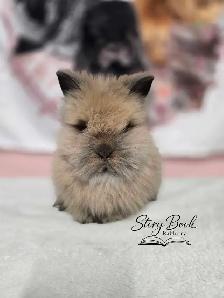 Lionhead Baby Bunnies - Purebred