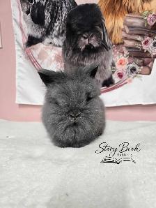 Lionhead Baby Bunnies - Purebred - Photo 2