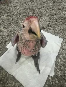 Baby scarlet macaw for sale - Photo 3