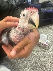 Baby scarlet macaw for sale - Photo 4