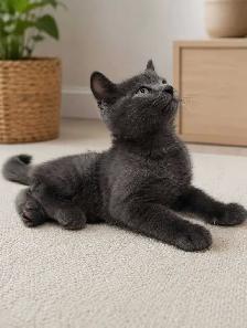 Chaton Blue Russe Hypoallergene - Photo 2
