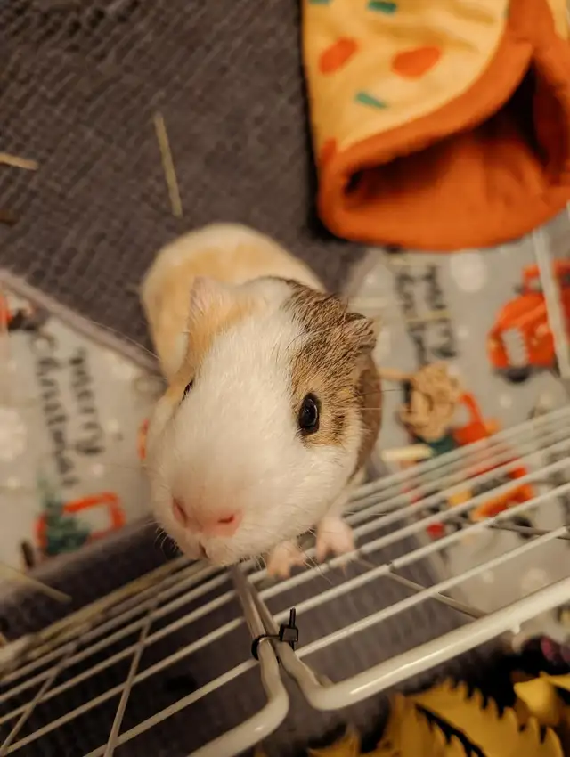 Meet Ducky!
