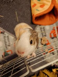 Meet Ducky!