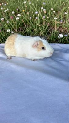 Meet Ducky! - Photo 2