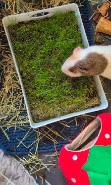 Meet Ducky! - Photo 3