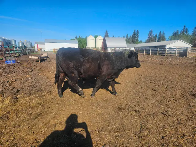 Black Angus yearling bulls
