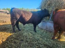 Black Angus yearling bulls - Photo 2