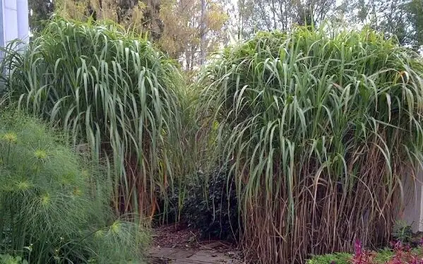 Tall Bamboo grass