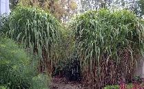 Tall Bamboo grass
