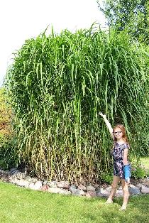 Tall Bamboo grass - Photo 2