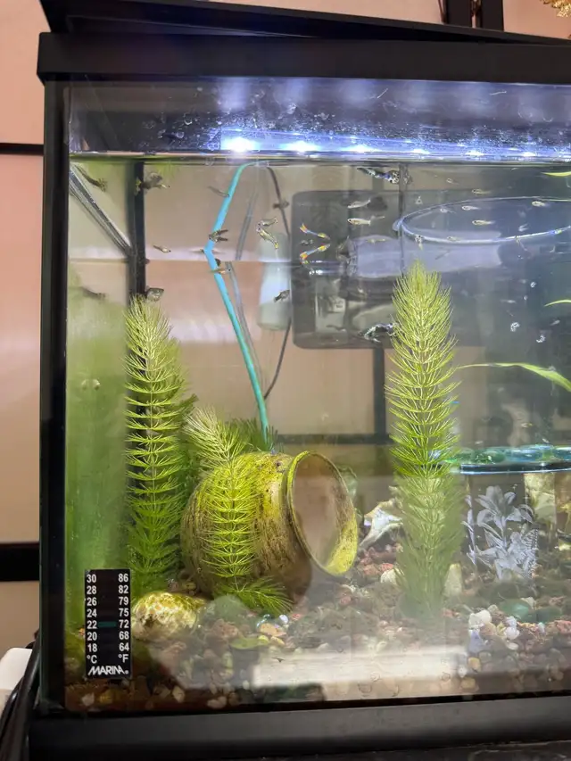 Baby guppy on sale