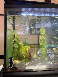 Baby guppy on sale