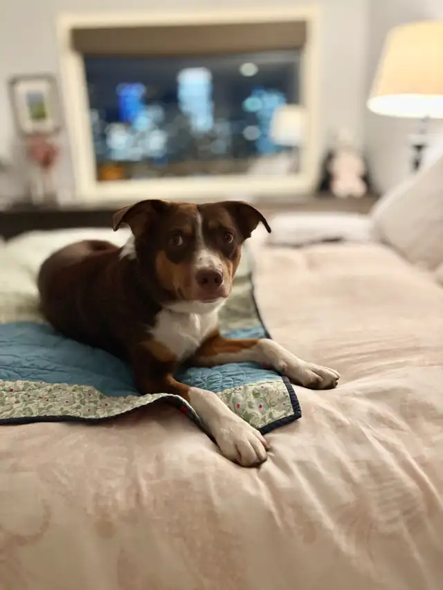 1 year old Aussie mix looking for a loving home!