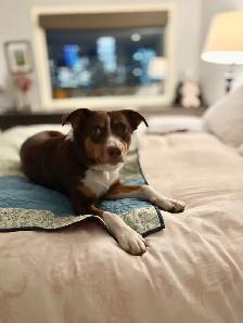 1 year old Aussie mix looking for a loving home!