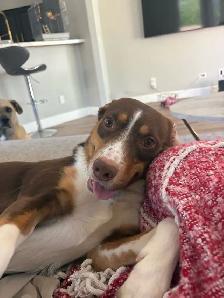1 year old Aussie mix looking for a loving home! - Photo 2