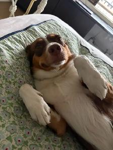 1 year old Aussie mix looking for a loving home! - Photo 3