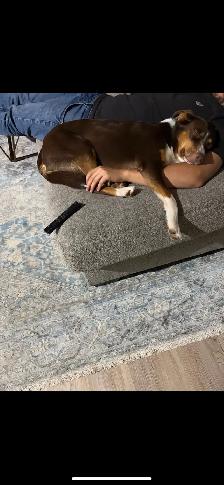 1 year old Aussie mix looking for a loving home! - Photo 4