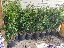 4 foot Black Cedars cedar trees bulk discounted
