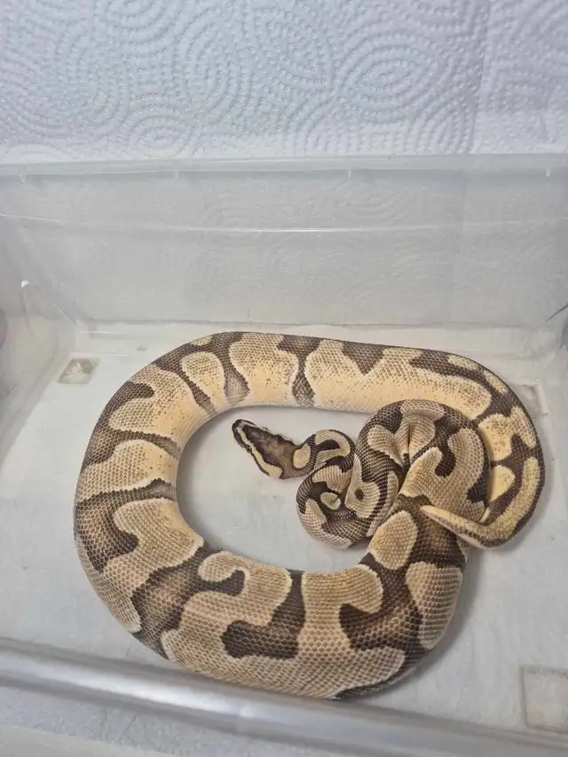 female sub adult ball python