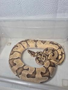 female sub adult ball python