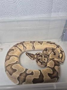 female sub adult ball python - Photo 2
