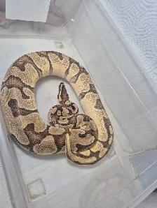 female sub adult ball python - Photo 3