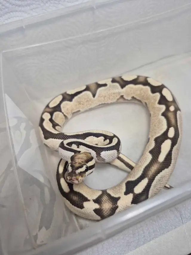 Male sub adult ball python