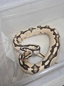 Male sub adult ball python