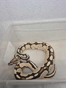 Male sub adult ball python - Photo 2