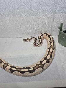 Male sub adult ball python - Photo 3