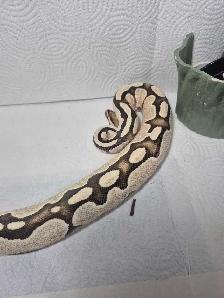 Male sub adult ball python - Photo 4