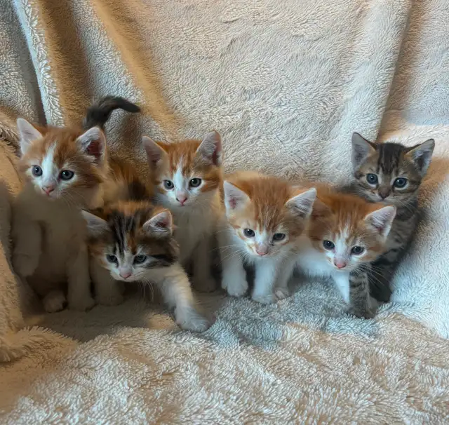 7 Beautiful Tame Kittens (one left)