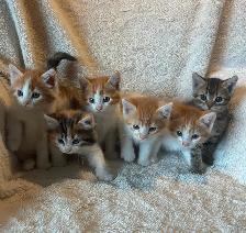 7 Beautiful Tame Kittens (one left)