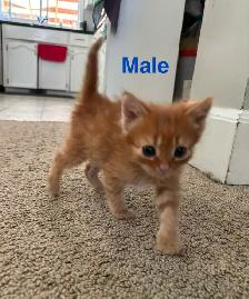 7 Beautiful Tame Kittens (one left) - Photo 2