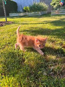 7 Beautiful Tame Kittens (one left) - Photo 3
