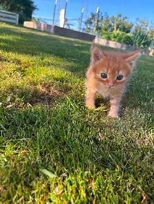 7 Beautiful Tame Kittens (one left) - Photo 4