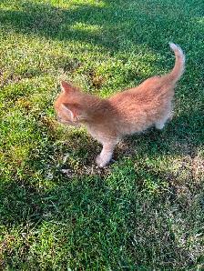 7 Beautiful Tame Kittens (one left) - Photo 5
