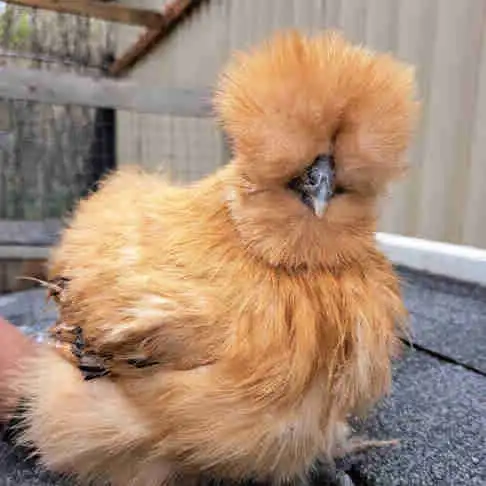 2 silkie hens available