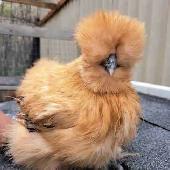 2 silkie hens available