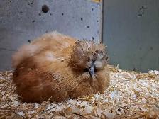 2 silkie hens available - Photo 2
