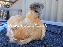2 silkie hens available - Photo 3