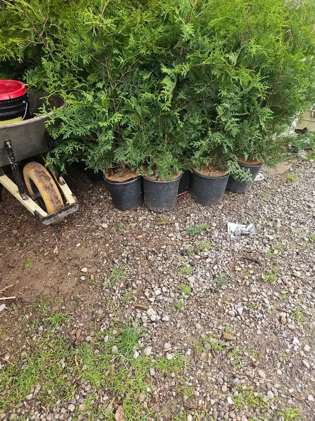 4-5 ft beautiful green Black cedar trees locally grown