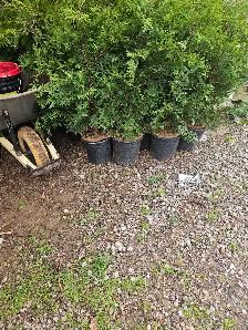 4-5 ft beautiful green Black cedar trees locally grown