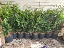 4-5 ft beautiful green Black cedar trees locally grown - Photo 2