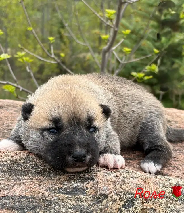Ultimate Shepsky (shepherd x husky)