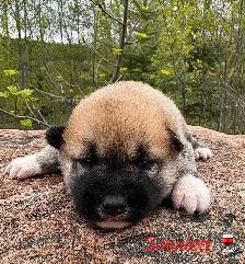 Ultimate Shepsky (shepherd x husky) - Photo 2