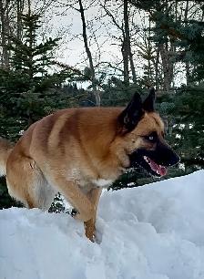 Ultimate Shepsky (shepherd x husky) - Photo 4