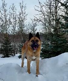 Ultimate Shepsky (shepherd x husky) - Photo 5